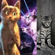 catsweat