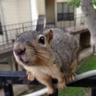 Reignofsquirrels