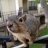 Reignofsquirrels